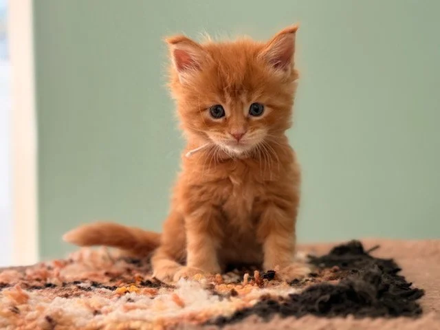 Front-facing Maine Coon kitten Clove at 5 weeks old from the Spice Litter, fluffy orange coat and white collar, sitting on a textured blanket