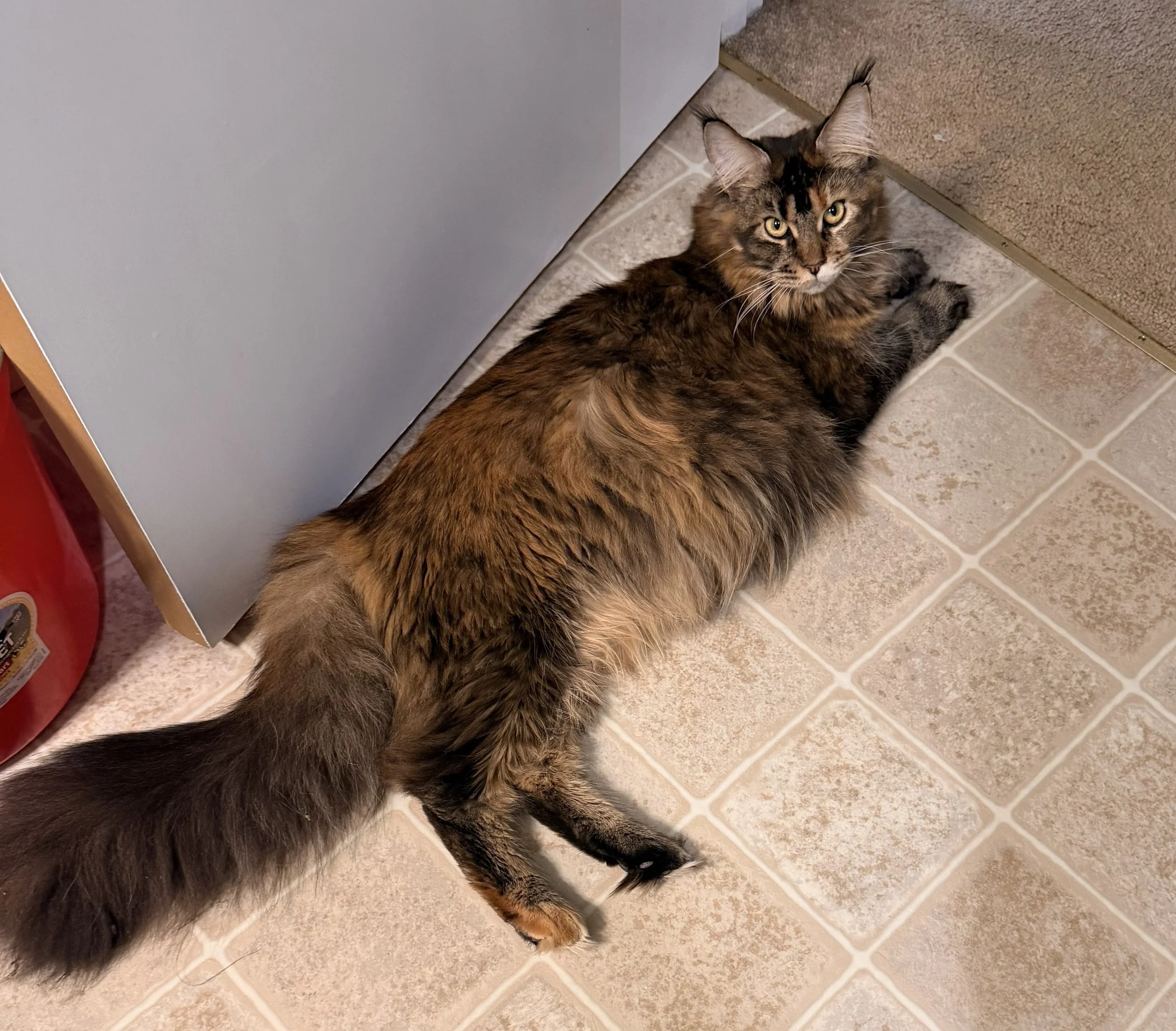 Nesta pregnant photo.jpg