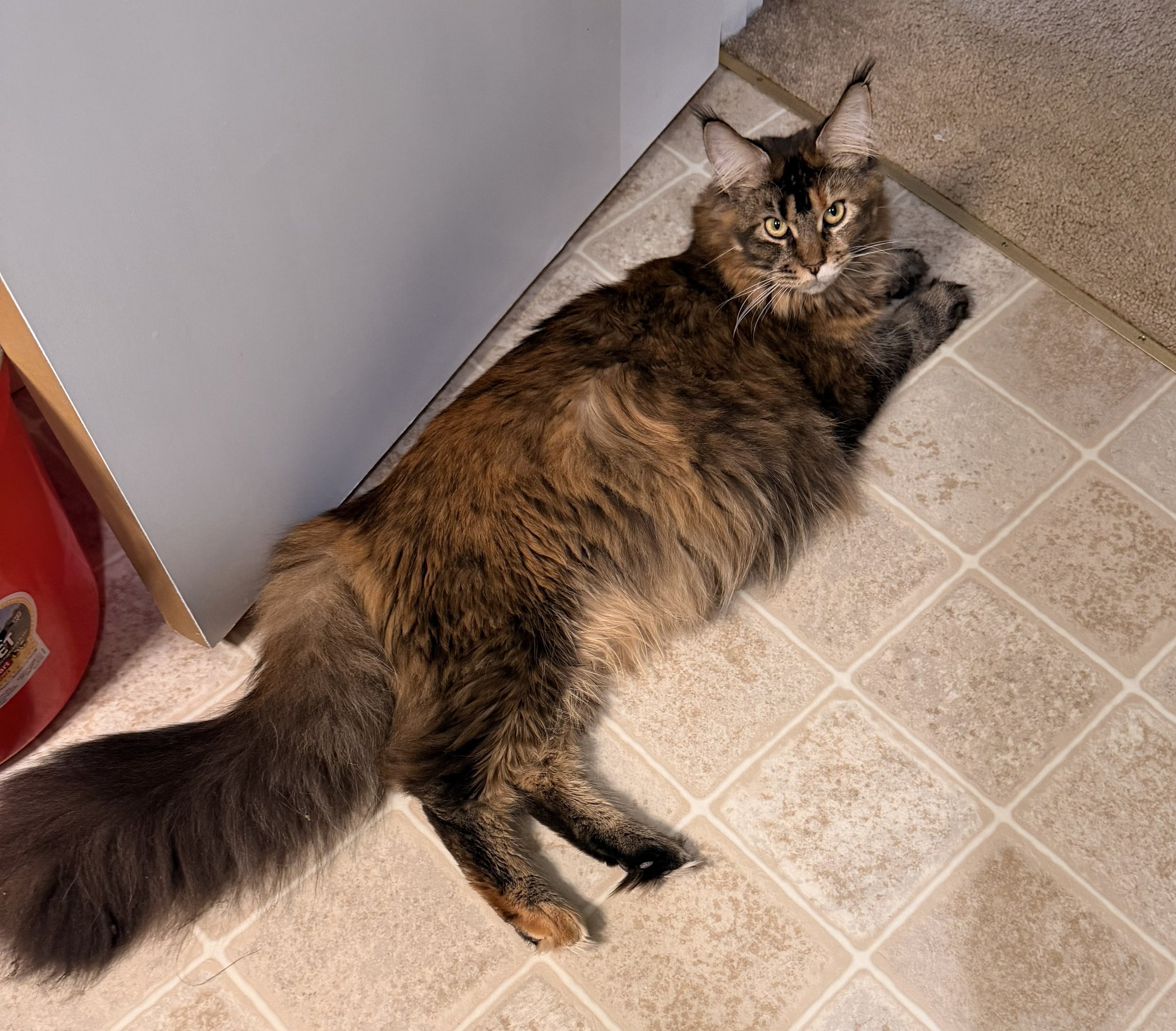 Nesta’s Babies Are Almost Here 💛