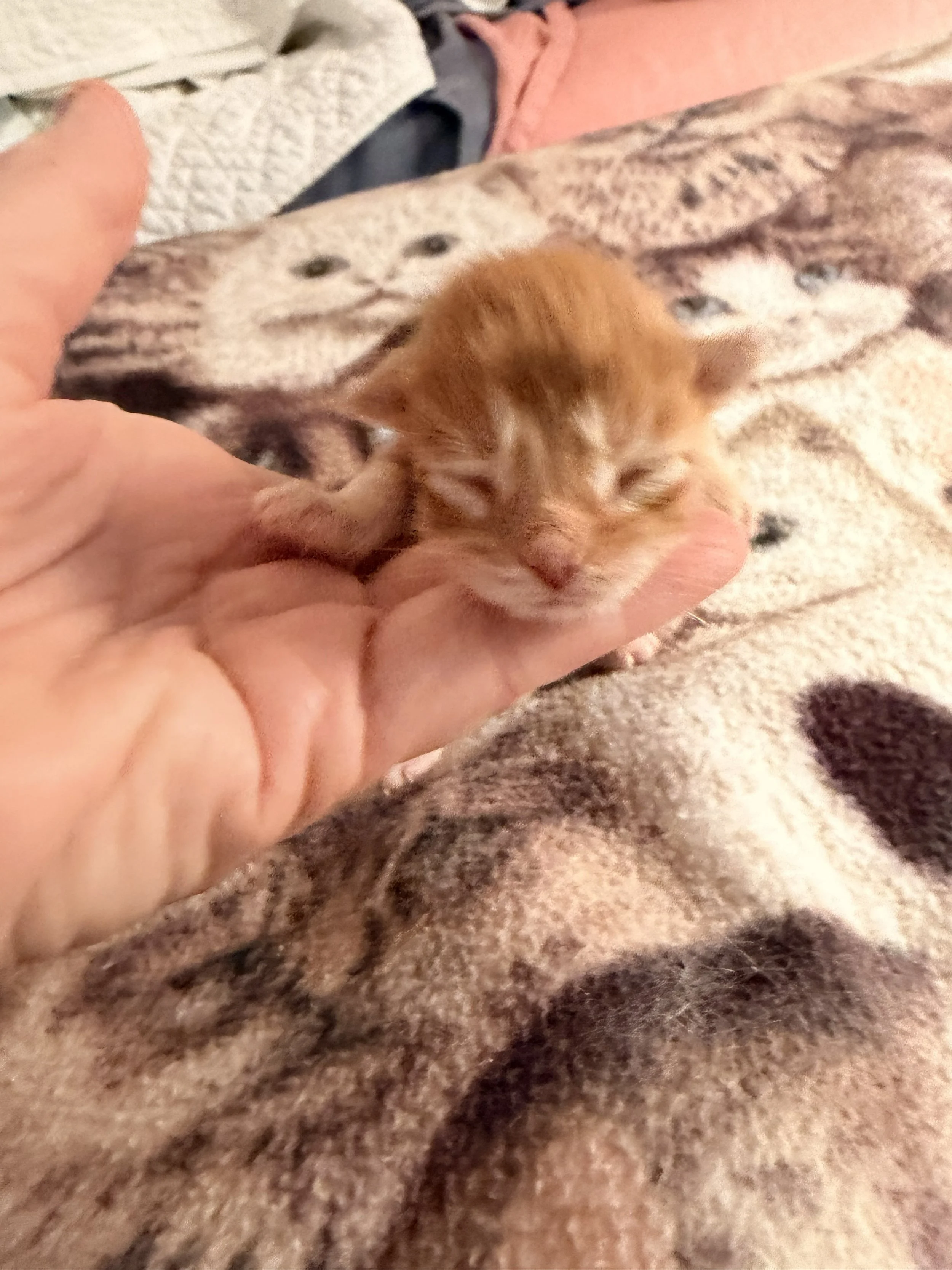 Red Maine Coon newborn kitten from Artemis Moon Coons in Stanwood, WA
