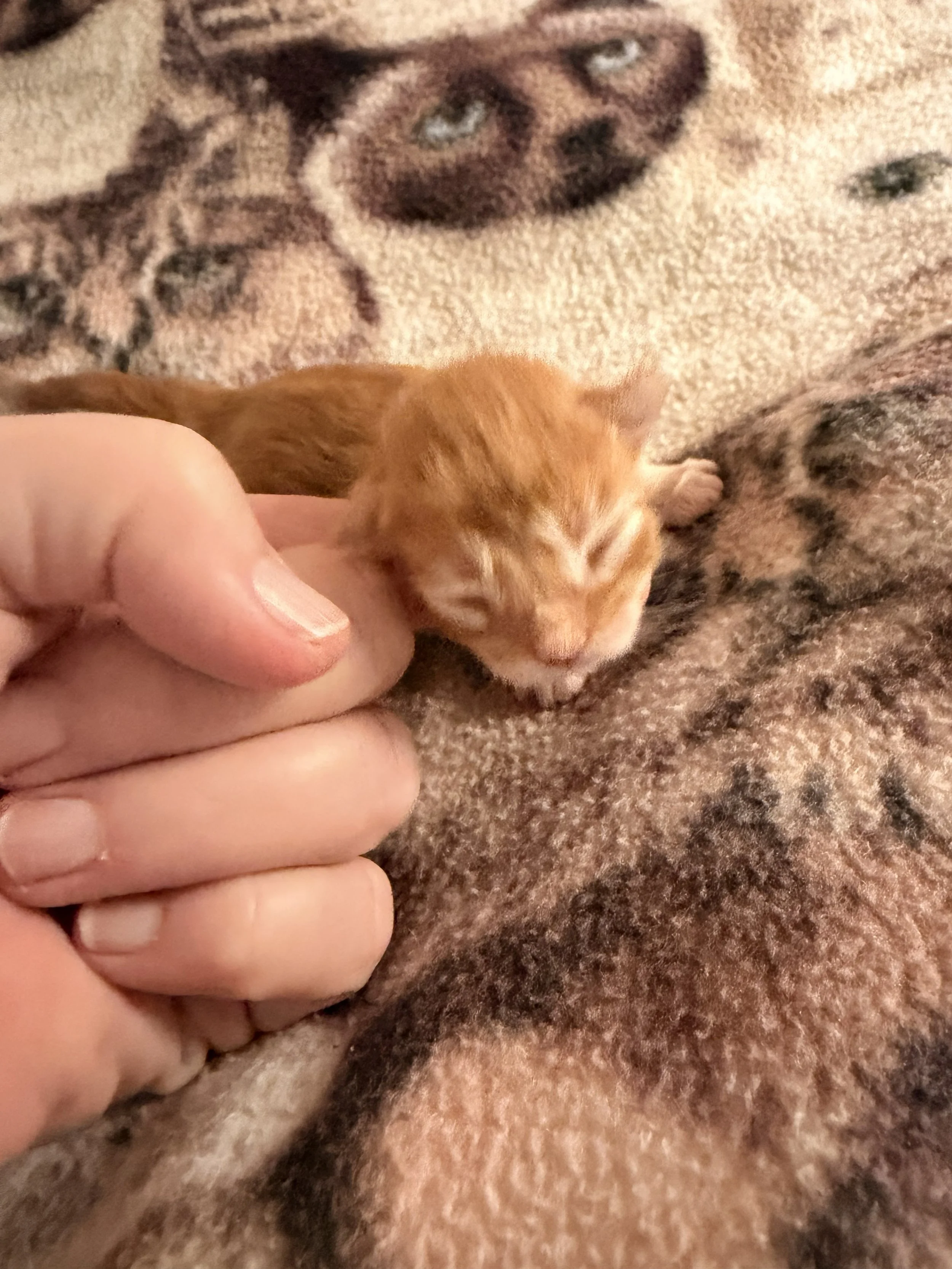 Newborn red Maine Coon kitten from Nesta Litter in Washington at one day old