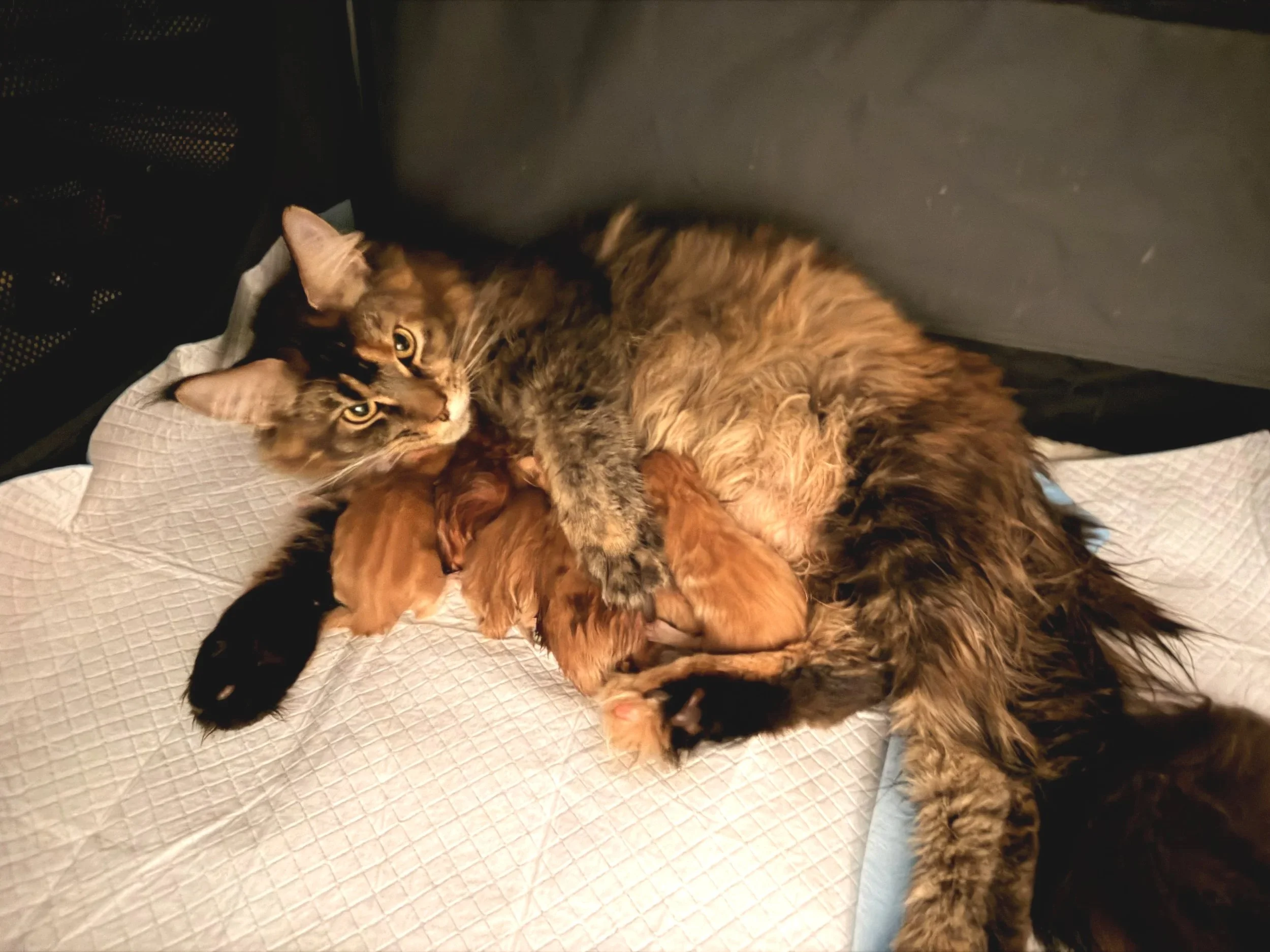 Maine Coon mother cat with newborn litter in Stanwood Washington
