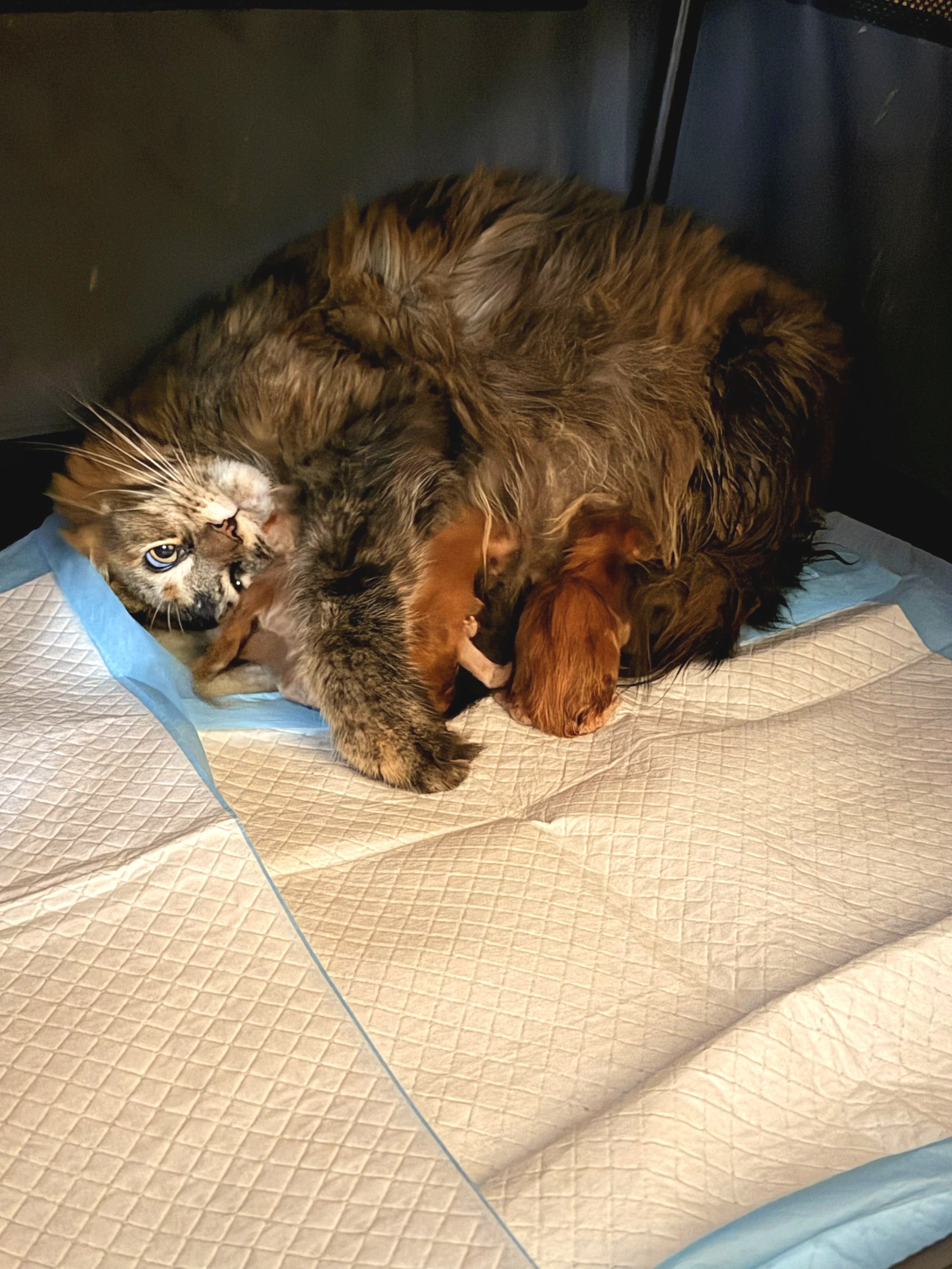 Nesta nursing her newborn Maine Coon kittens in our in-home Washington cattery