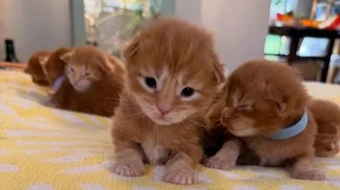 The Spice Litter at Artemis Moon Coons: Eyes Are Opening