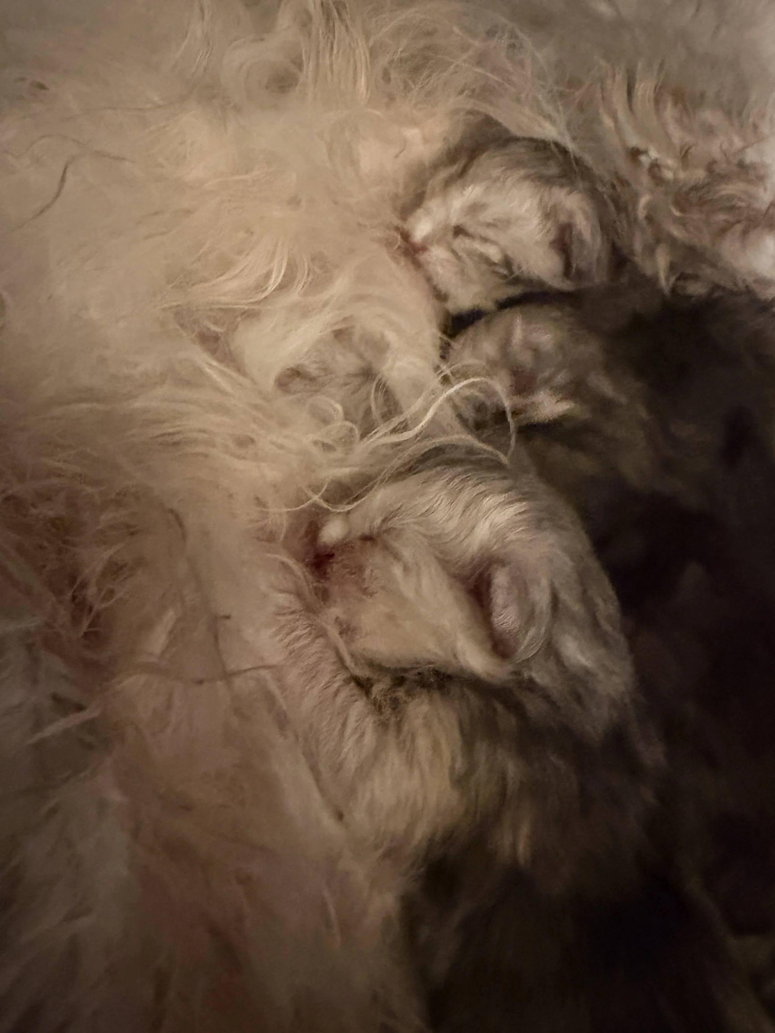 Zoi Sno Newborn litter 2026 babies.jpg