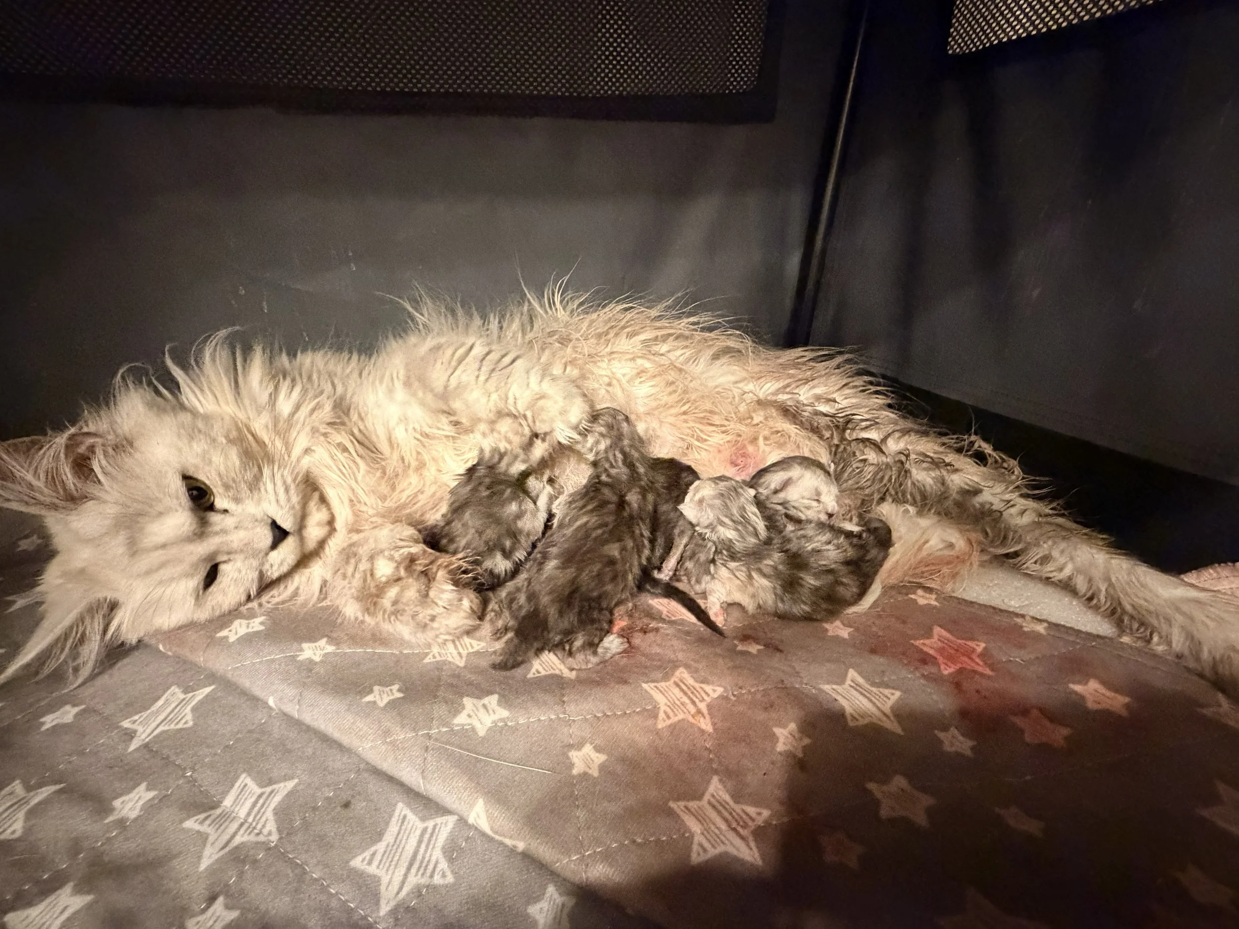 Zoi sno delivery.jpg