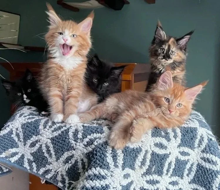 How Adoption Works at ArtemisMoon Coons