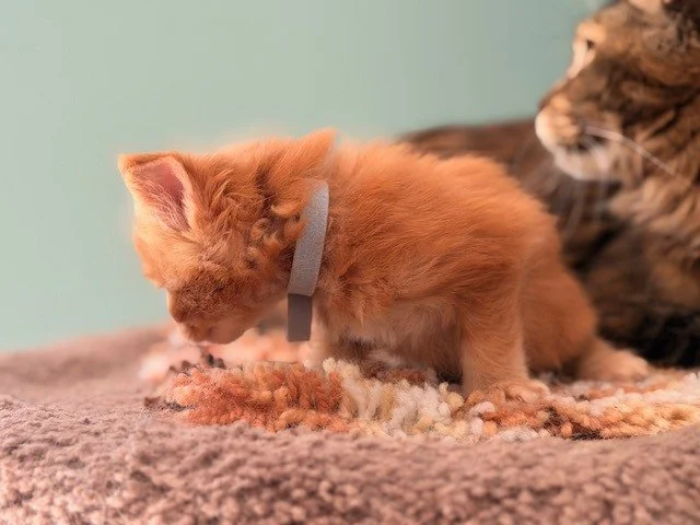 Maine Coon kitten Sir Fennel with light blue collar at 5 weeks old side profile with mother nearby