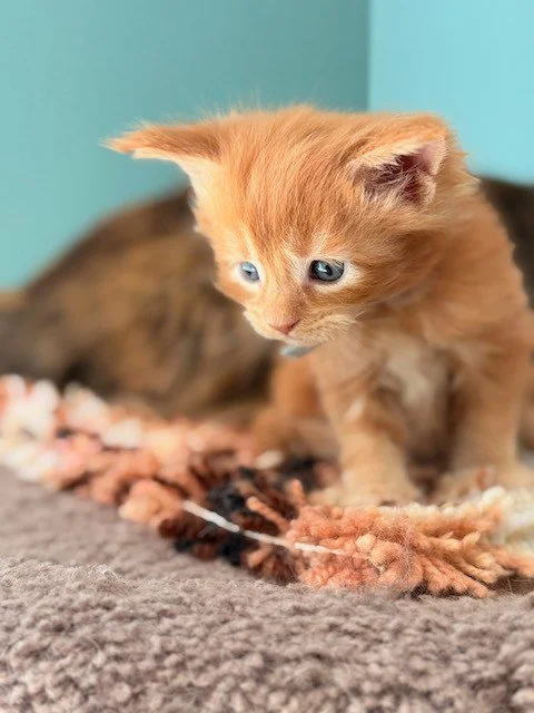  Maine Coon kitten Sir Fennel light blue collar looking down curiously at 5 weeks old 