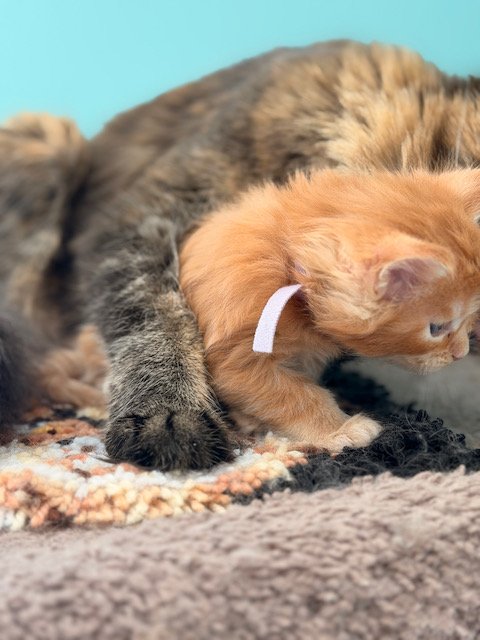 maine-coon-kitten-miss-poppy-purple-collar-mom near-5-weeks