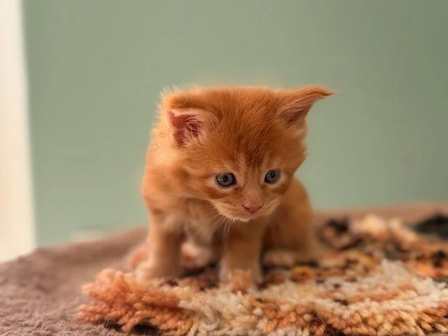 Maine Coon kitten Sir Basil sitting and looking forward with green collar at 5 weeks old