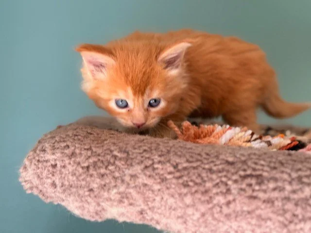 maine-coon-kitten-sir-basil-green-collar-walking-5-weeks