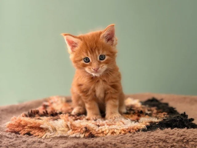 Meet the Spice Litter (5 Weeks)