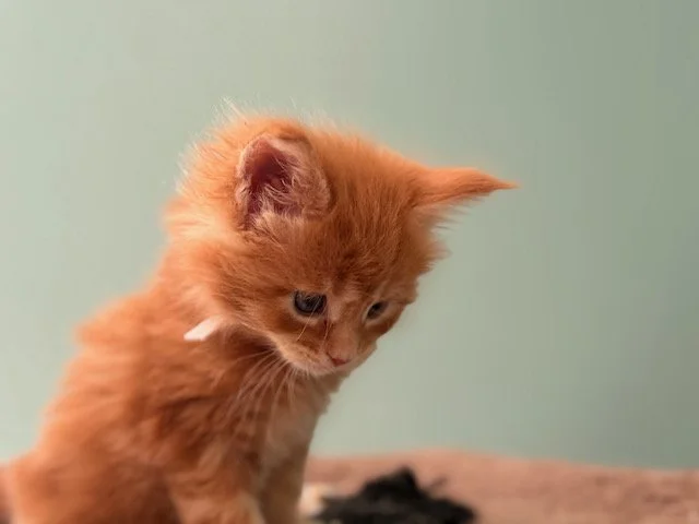 spice-litter-maine-coon-kitten-clove-5-weeks-3