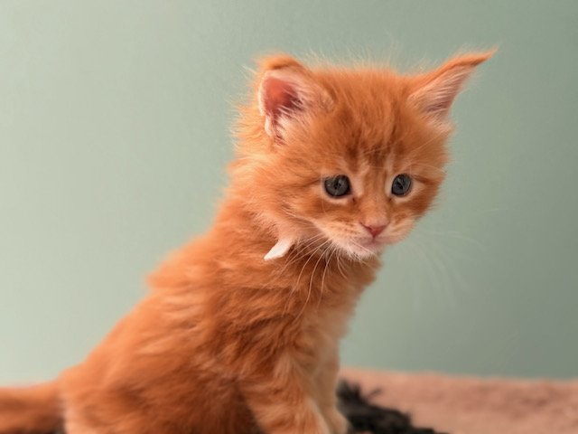 spice-litter-maine-coon-kitten-clove-5-weeks-2