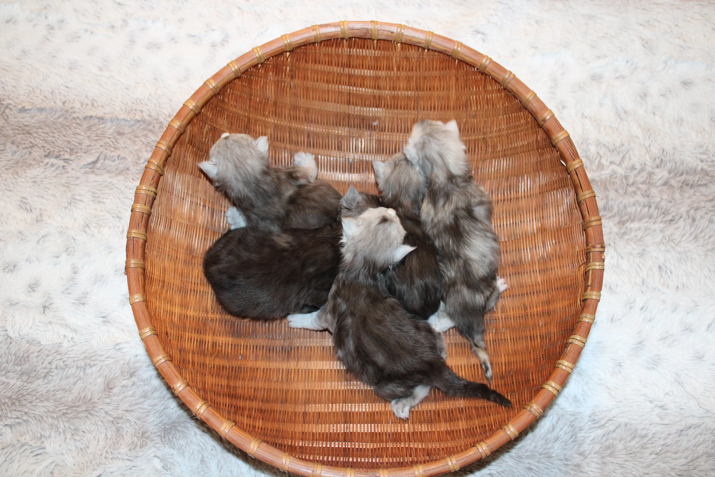 Zoi Sno Litter - Welcome, Little Ones