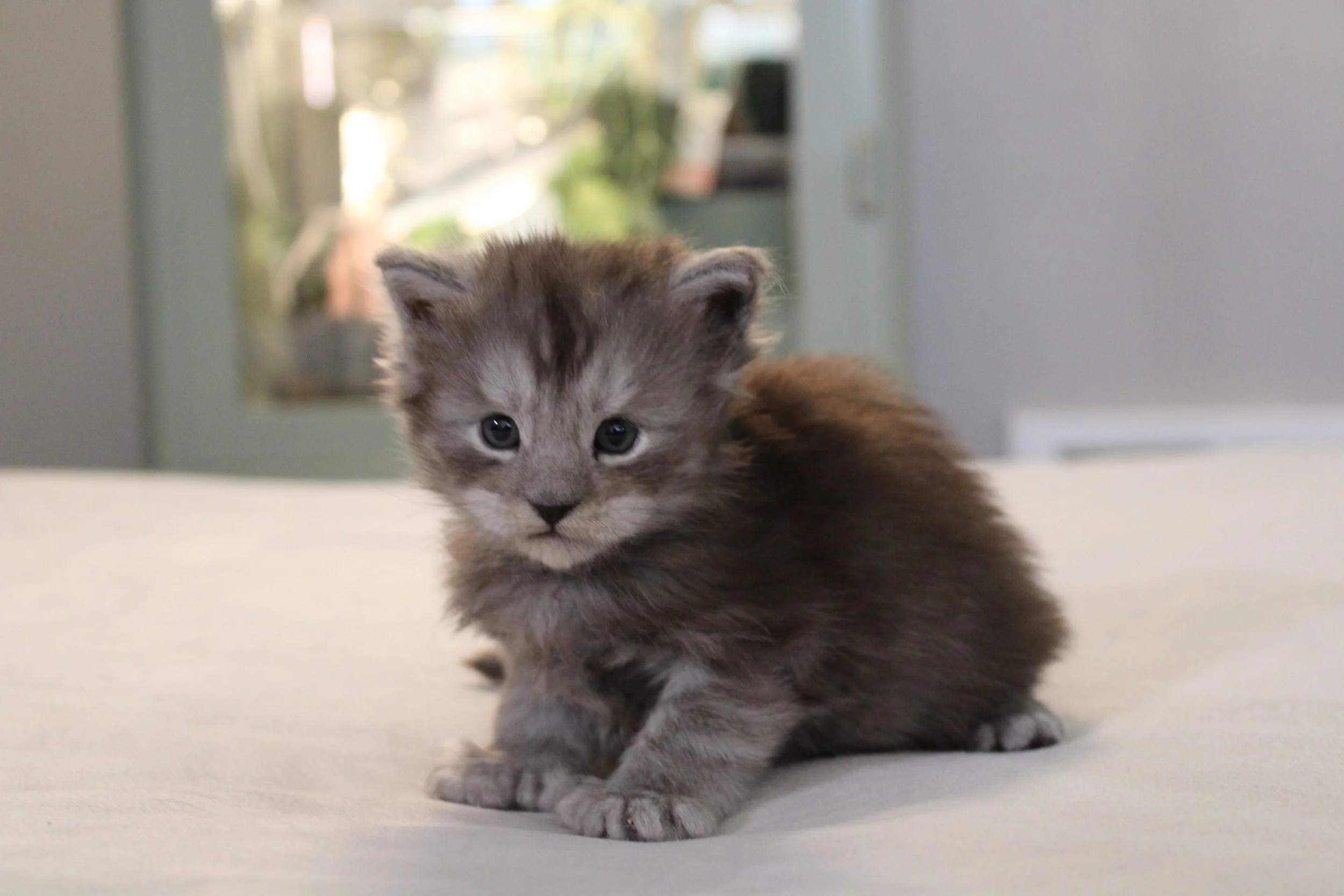 Shadow (Boy – Gray Collar)