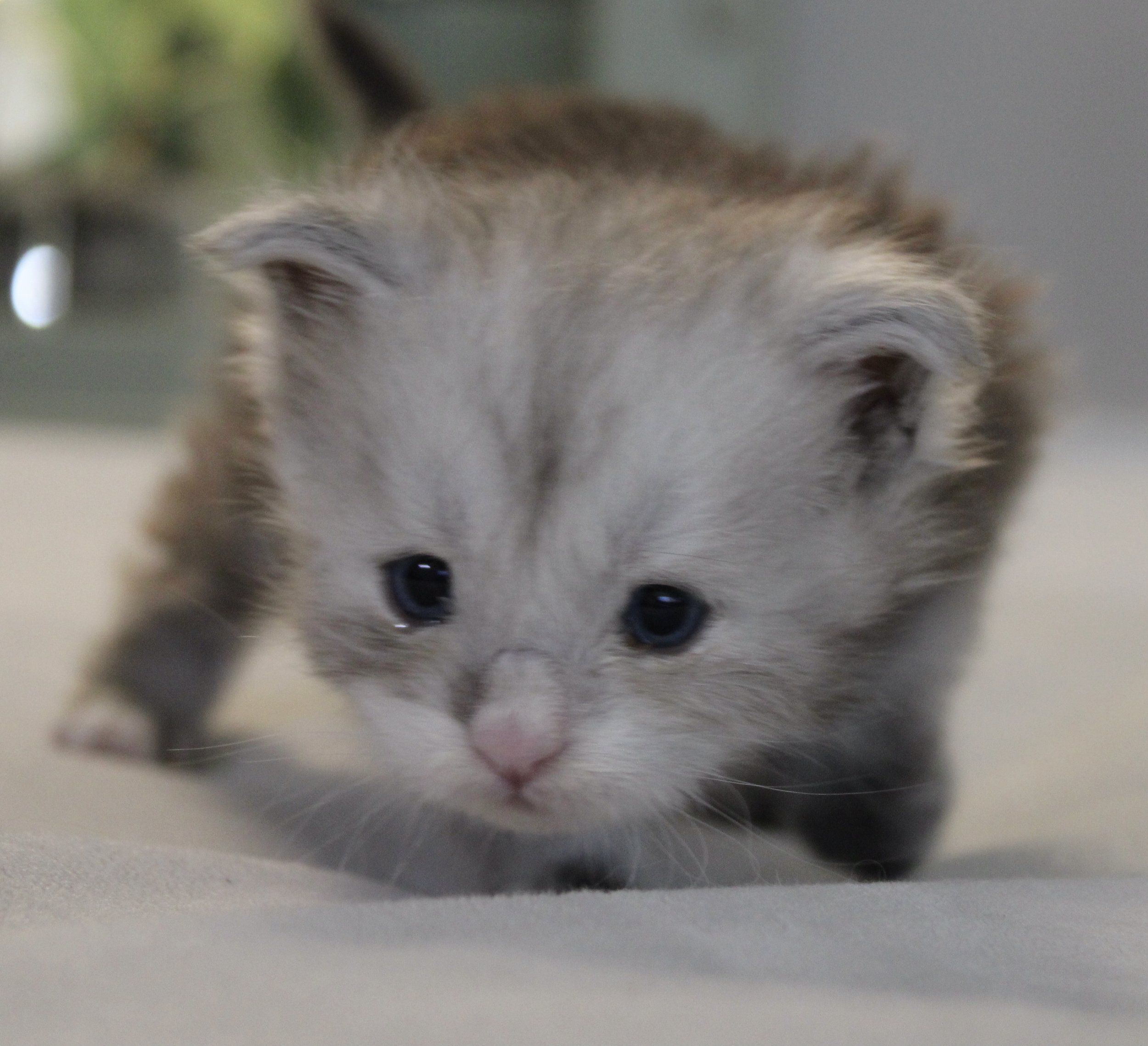 Aspen (Boy – Yellow Collar)
