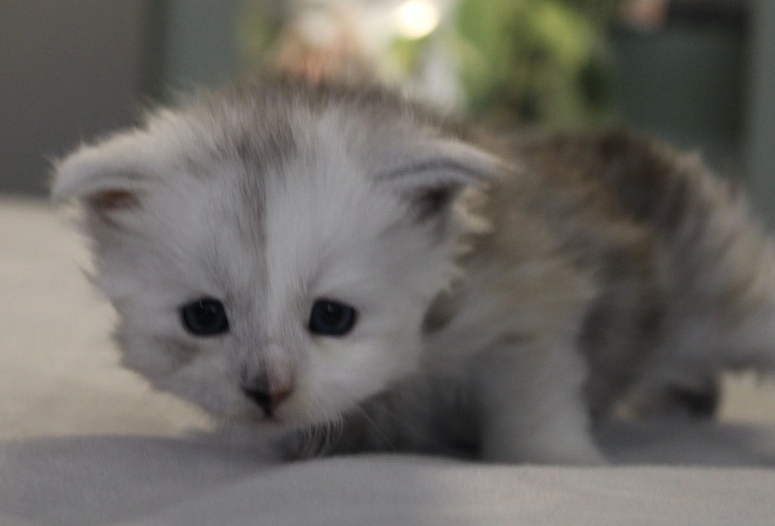 Willow (Girl – Pink Collar)