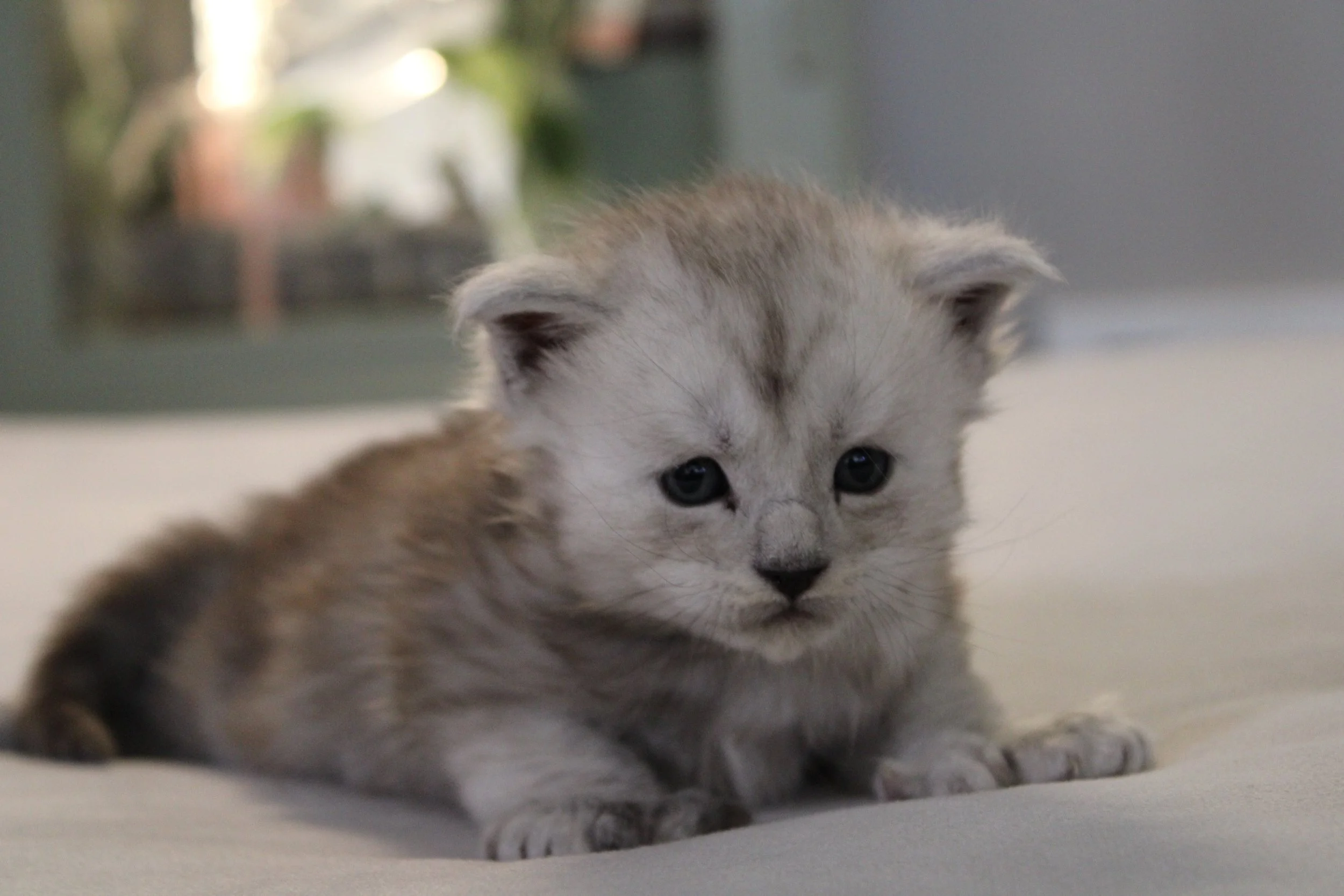 Cedar (Boy – Green Collar) -Reserved