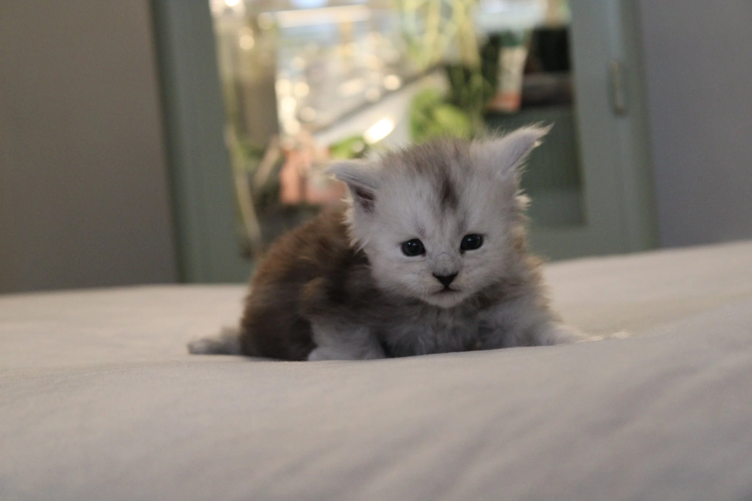 River (Boy – Purple Collar)