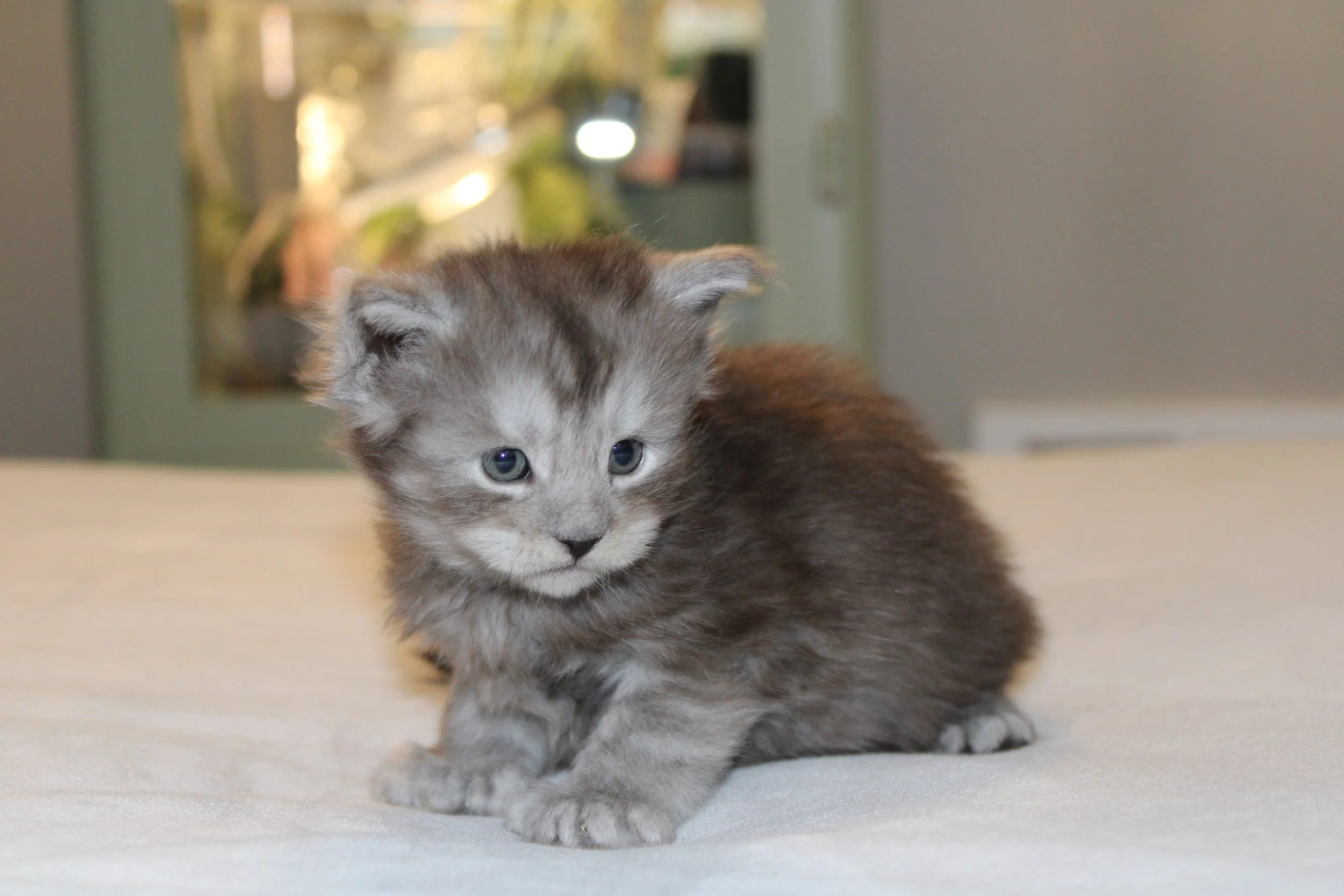 Meet the Forest Litter - early days, soft beginnings, and tiny personalities just starting to shine