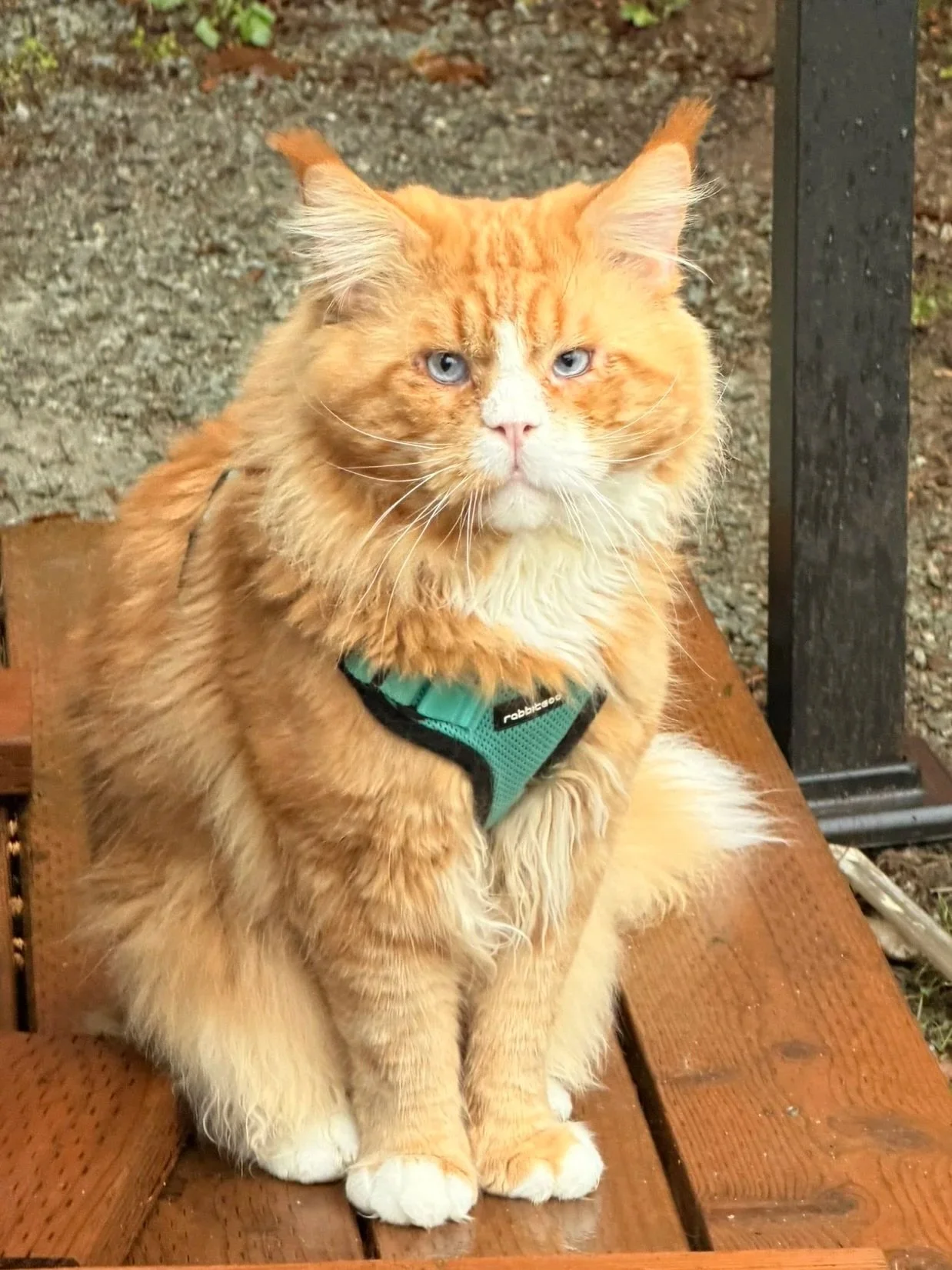 What Goes Into Raising an ArtemisMoon Maine Coon Kitten