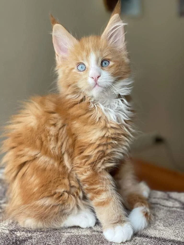 Fluffy orange kitten with white paws sitting on a surface.