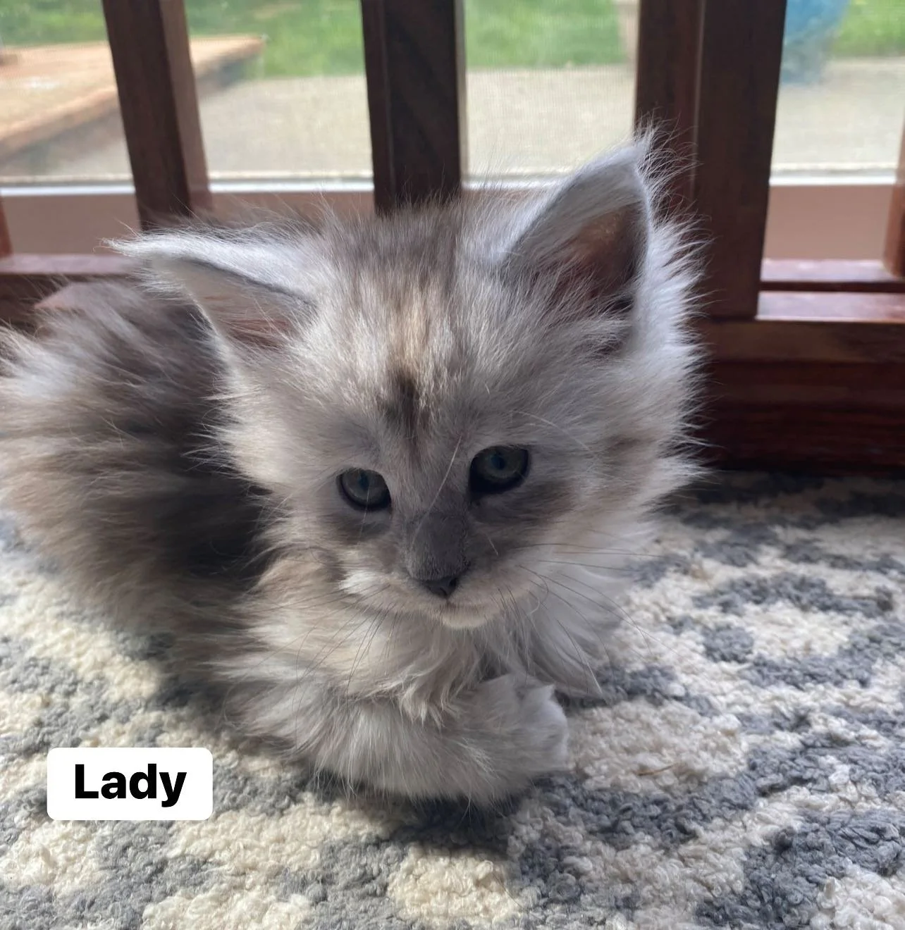 Lady&Tramp Litter 2025 4th.jpg