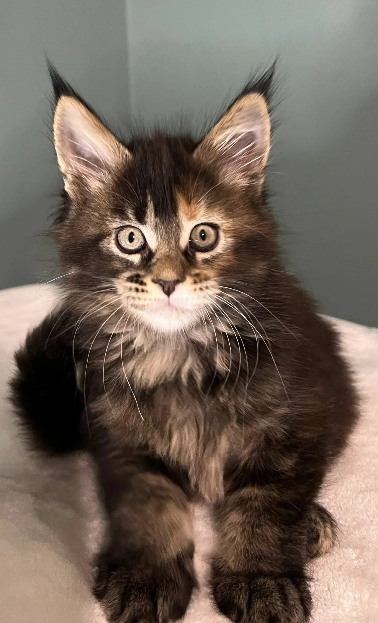 Lady&Tramp Litter 2025 3rd.jpg