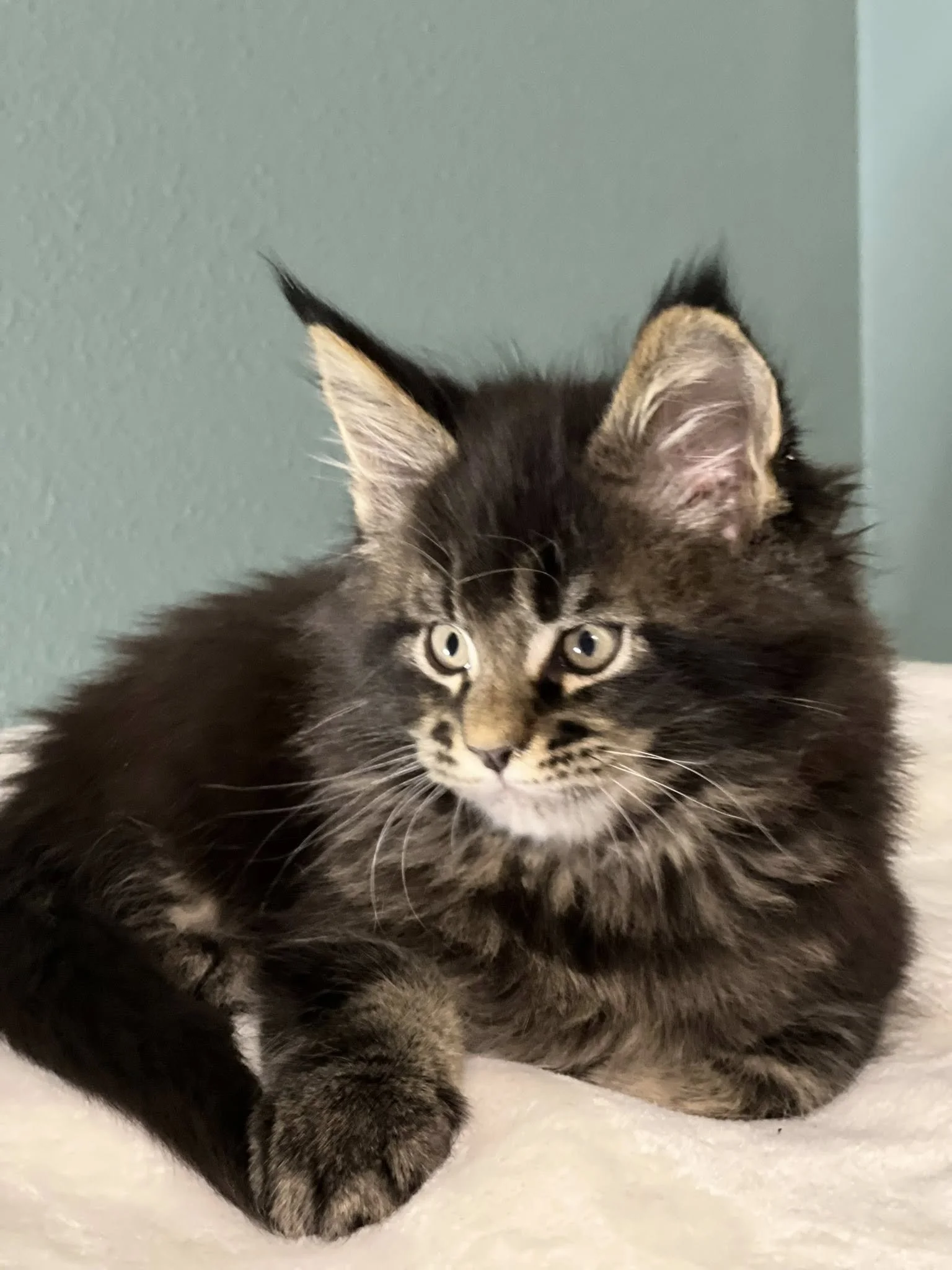 Aristocrats Litter 2025 2.jpg