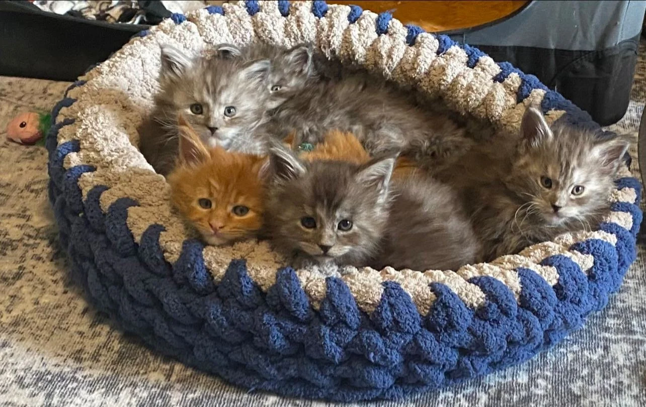 Lady&Tramp Litter 2025 5th with stowaway.jpg