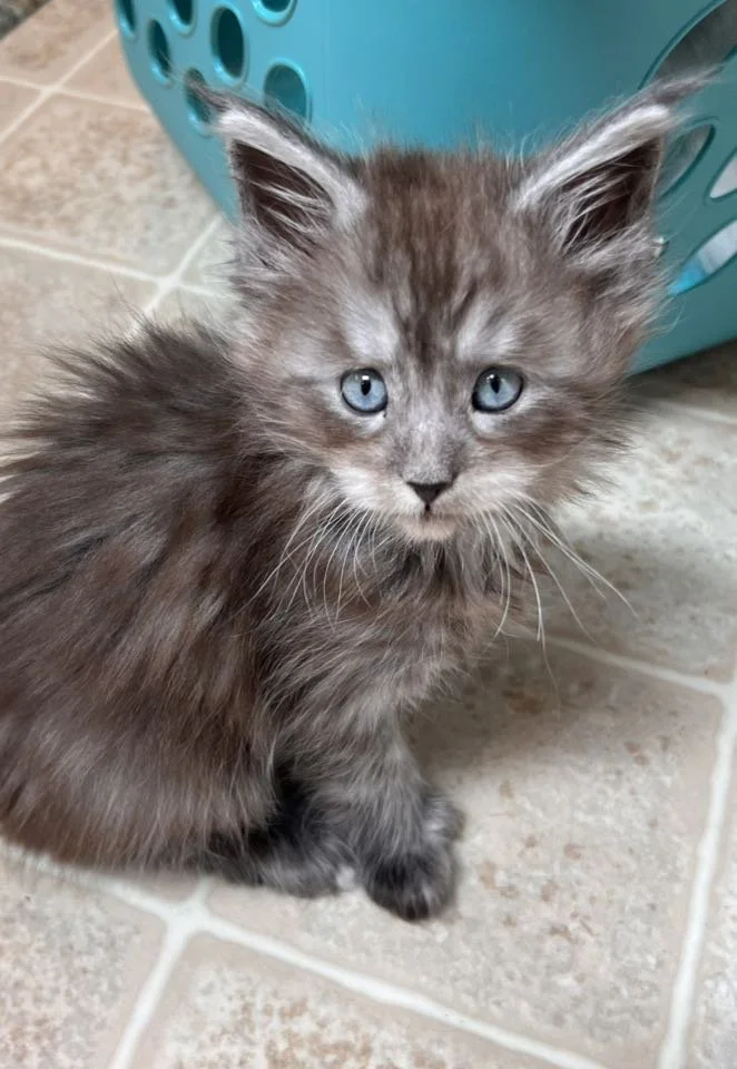 Lady & Tramp Litter 2025.jpg