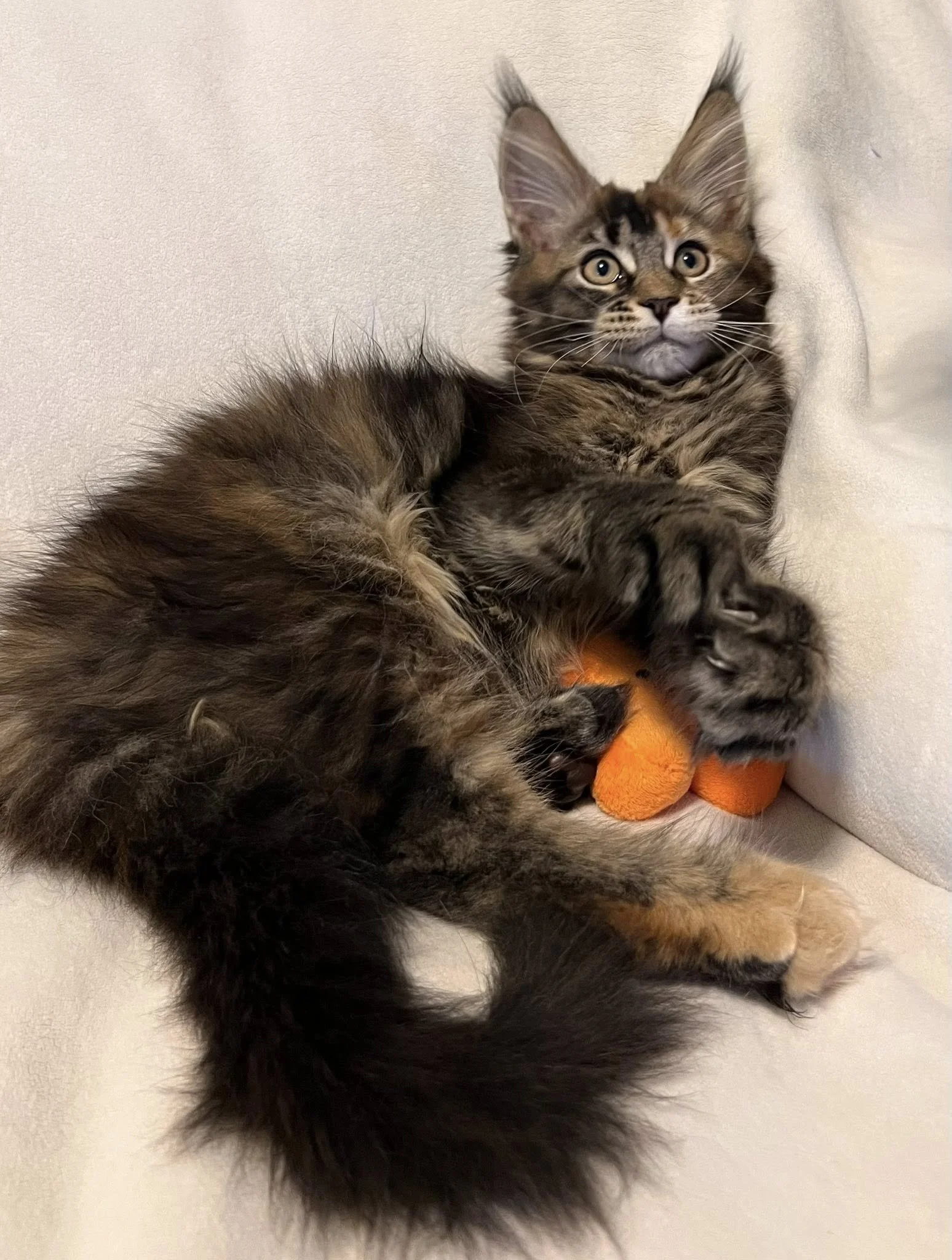 Aristocrats Litter 2025 3.jpg