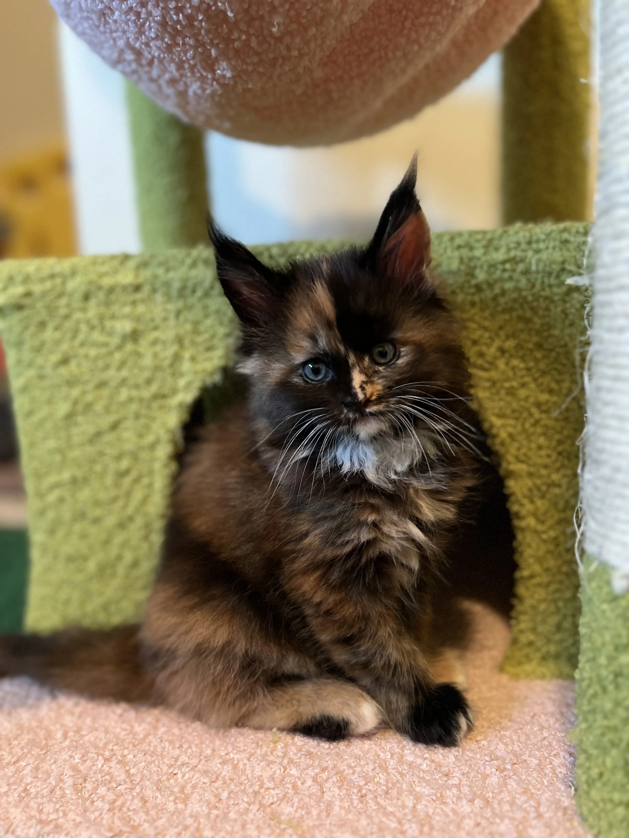 Leeloo home with Michele (and her brother Max)