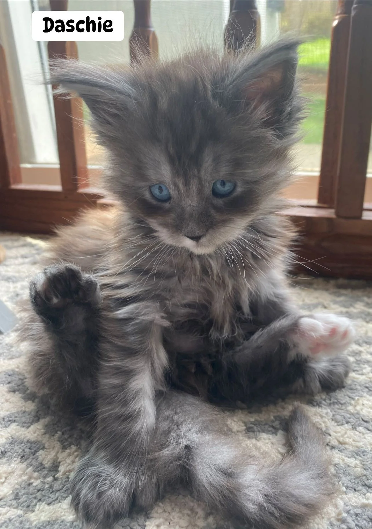 Lady&Tramp Litter 2025 6th.jpg