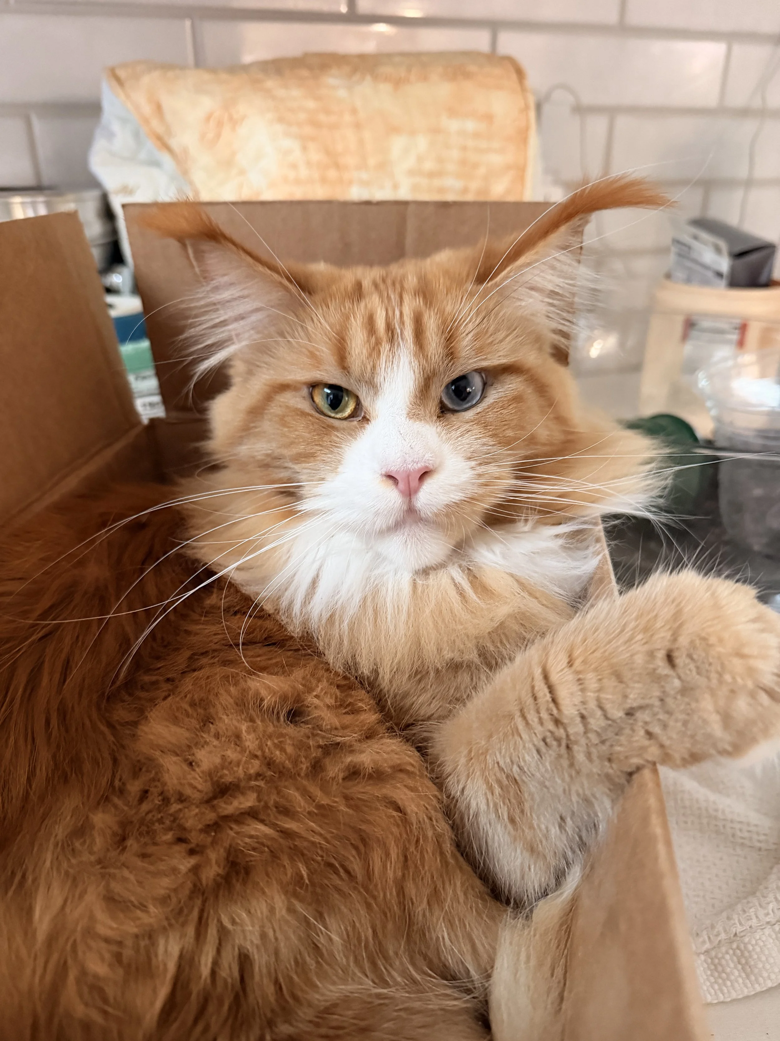 Maine Coon, Red female cat, odd eye, Red with white