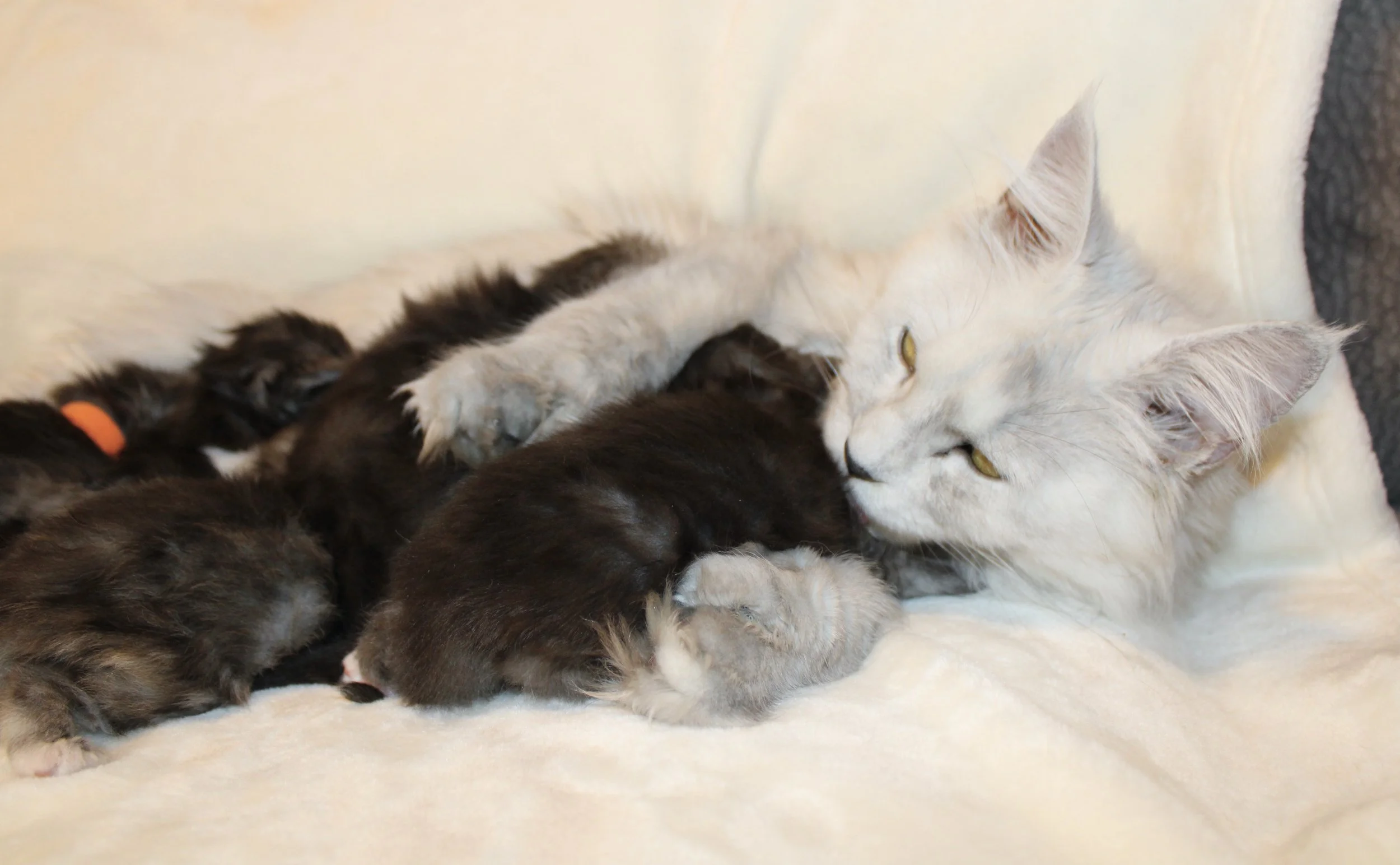 Newborn Kittens, mom love, Maine Coons, artemismooncoons.com, adorable kittens