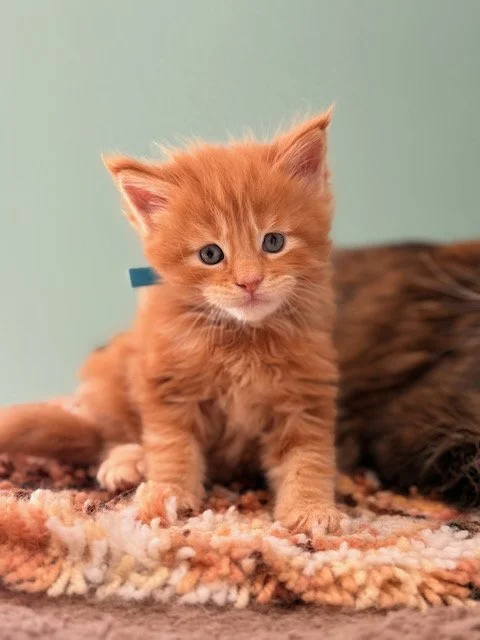 Maine Coon kitten Sir Sumac with a blue collar at 5 weeks old, looking forward with soft curious eyes on a cozy blanket