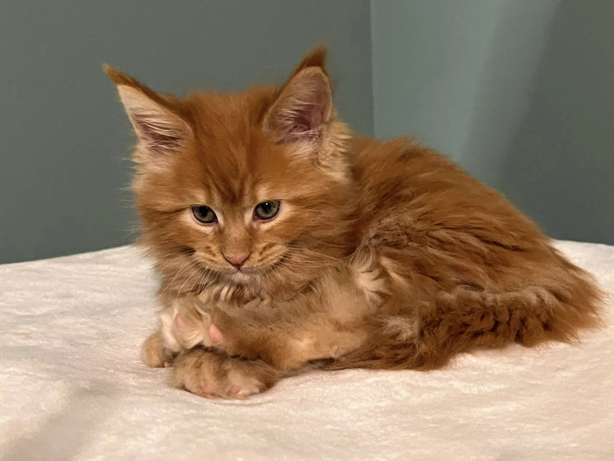 Aristocrats Litter 2025 1.jpg