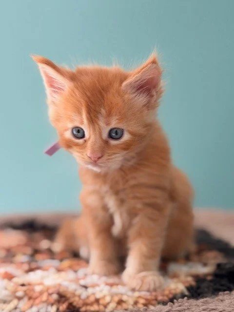 Maine Coon kitten Miss Poppy sitting and looking forward with purple collar at 5 weeks old