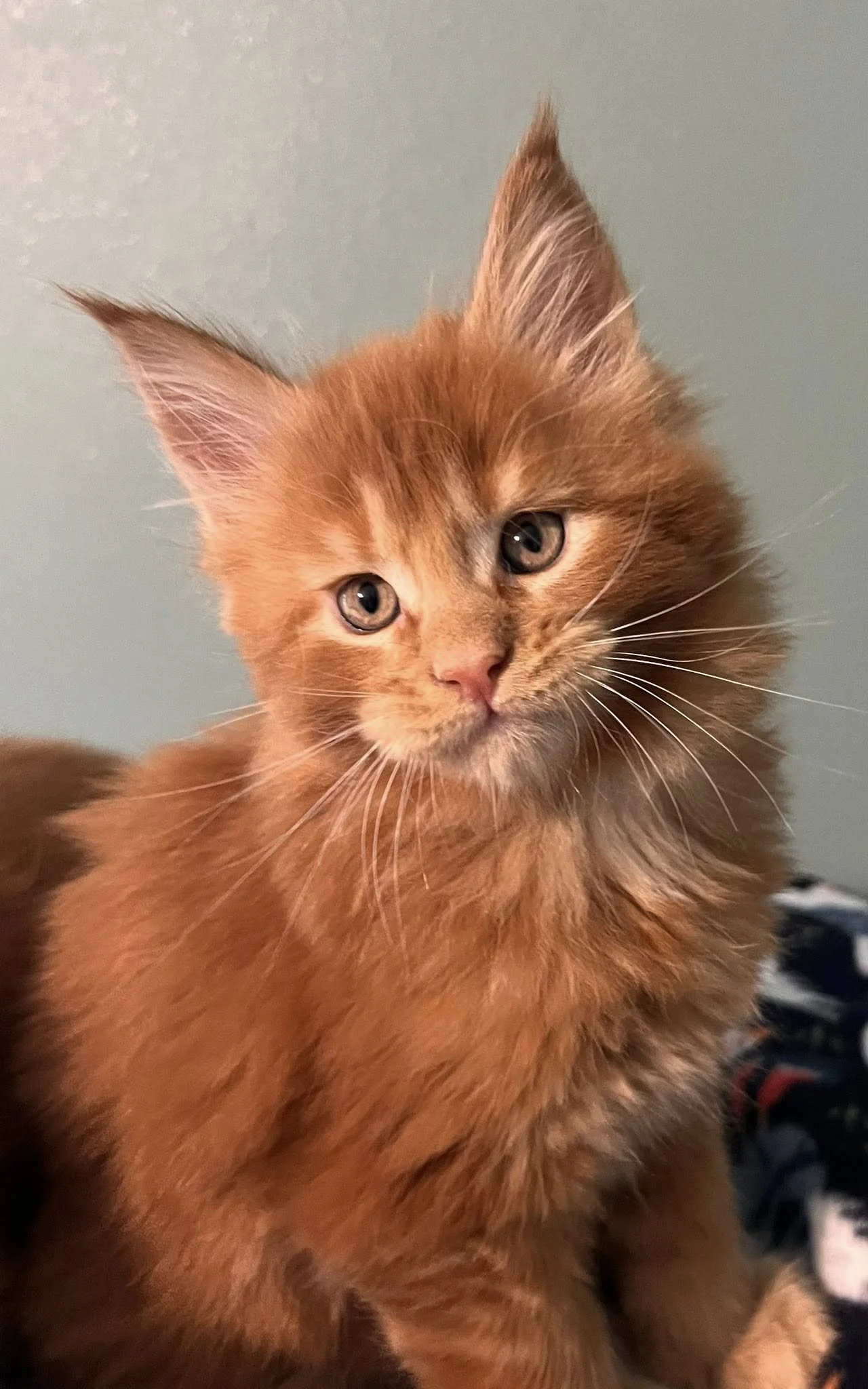 Aristocrats Litter 2025 4.jpg