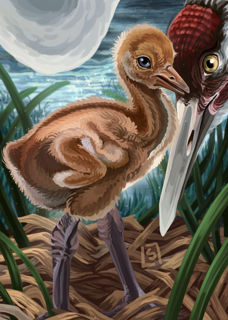 Baby Whooping Crane