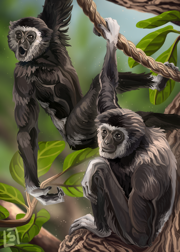 White Handed Gibbons "Maximus"(front) and "Majimel"(back)