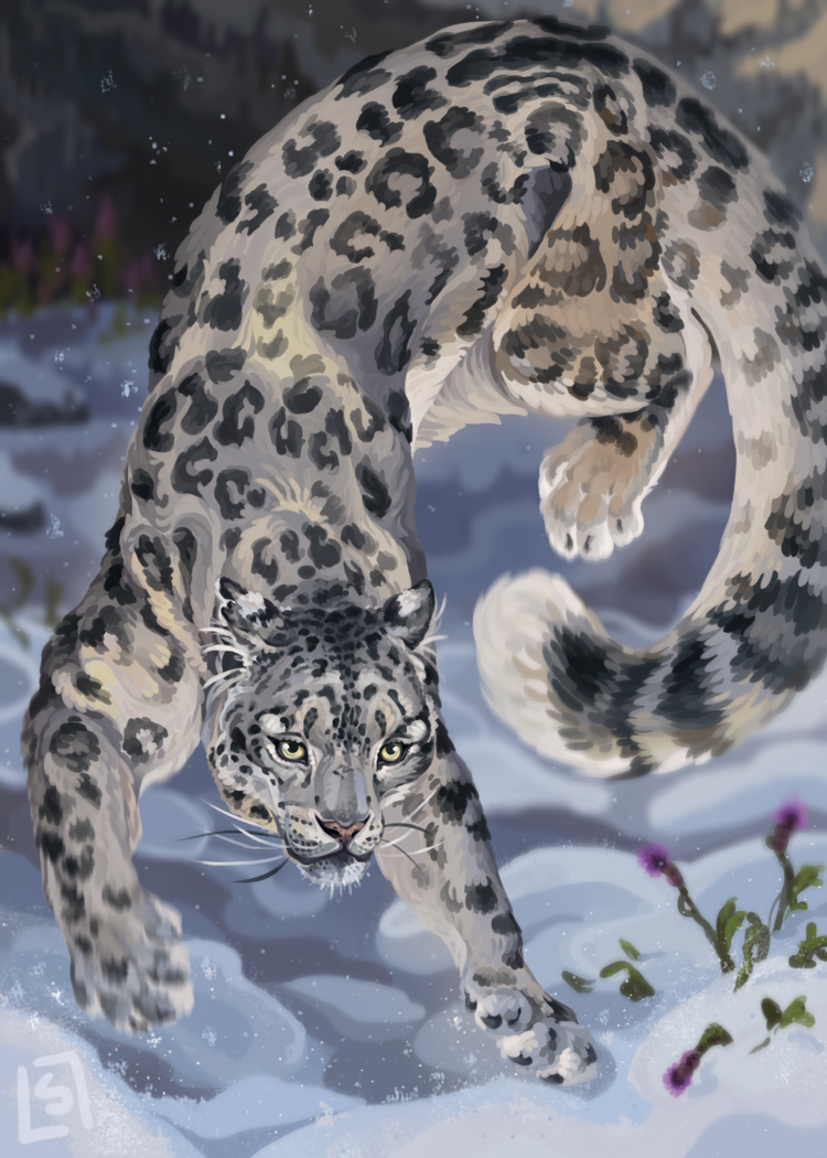 Snow Leopard "Pemba"