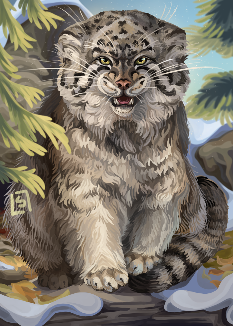 Pallas Cat "Olaf"
