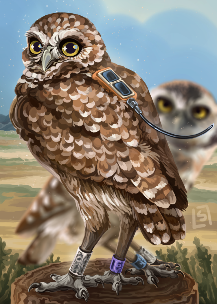 Burrowing Owl with solar-powered satellite transmitter backpack