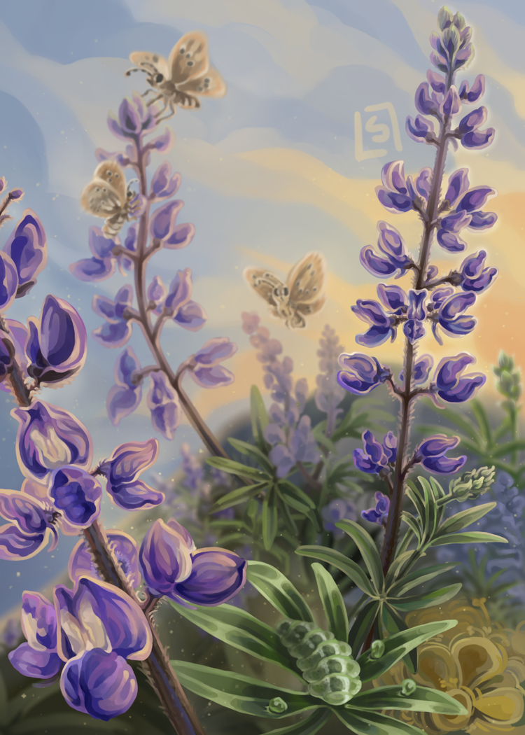 Silvery Lupine and Curiously Isolated Hairstreak butterflys