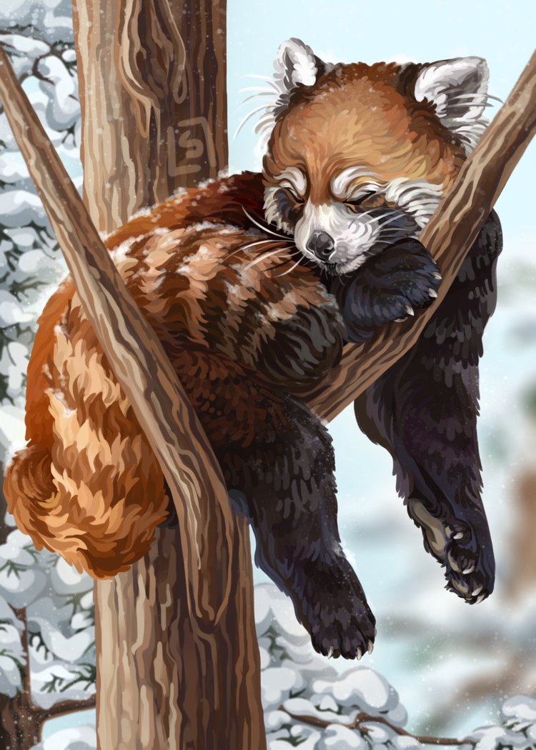 Red Panda "Udaya"