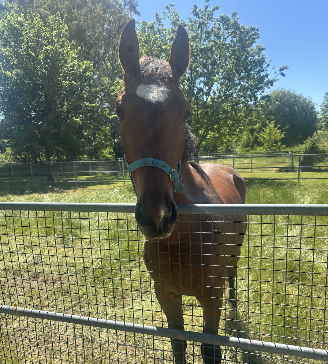 Screen Shot 2025-11-08 at 12.38.06 pm.png